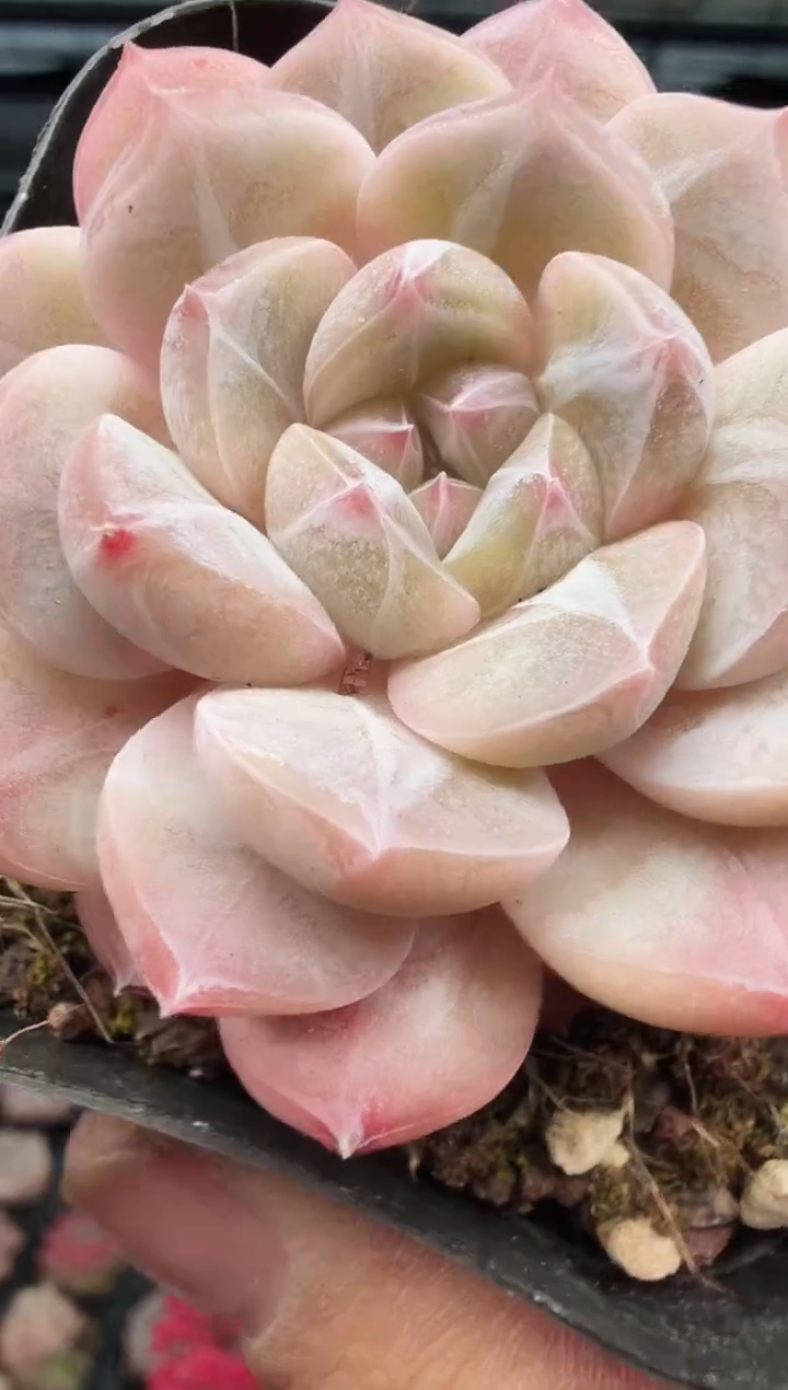 东云多肉园新款-459