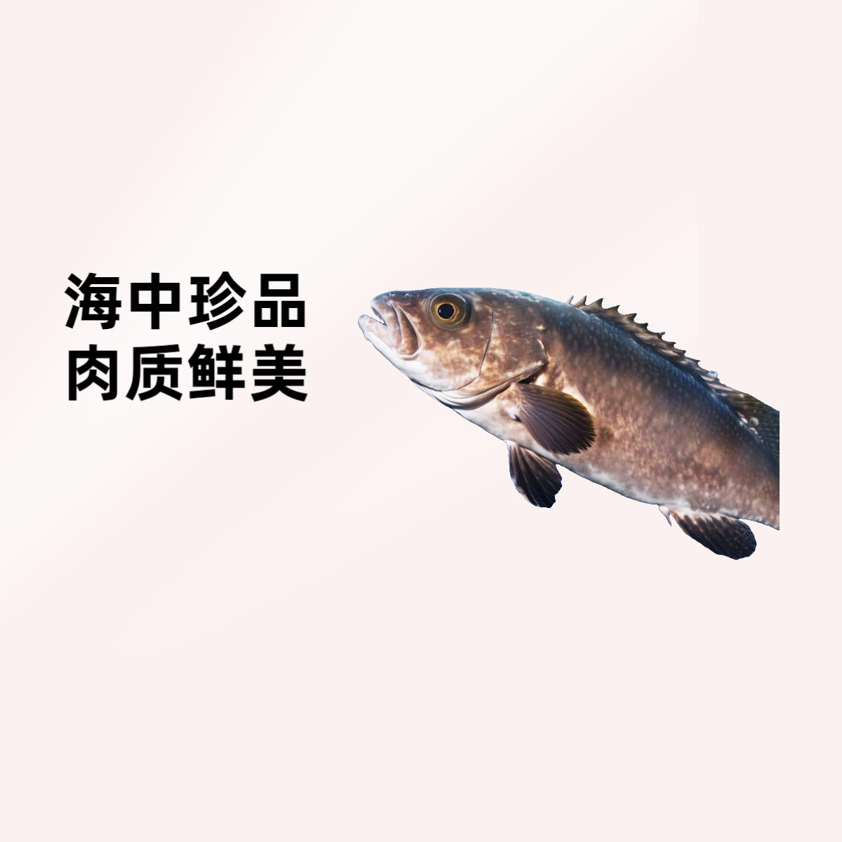 海中珍品【青石斑鱼】一条700克【顺丰包邮】只发新疆