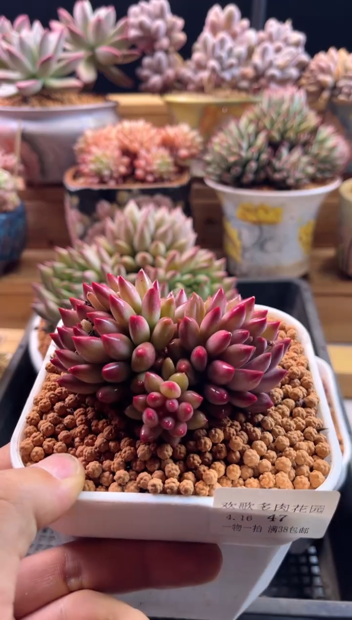 4.16-47彩体车厘子11111