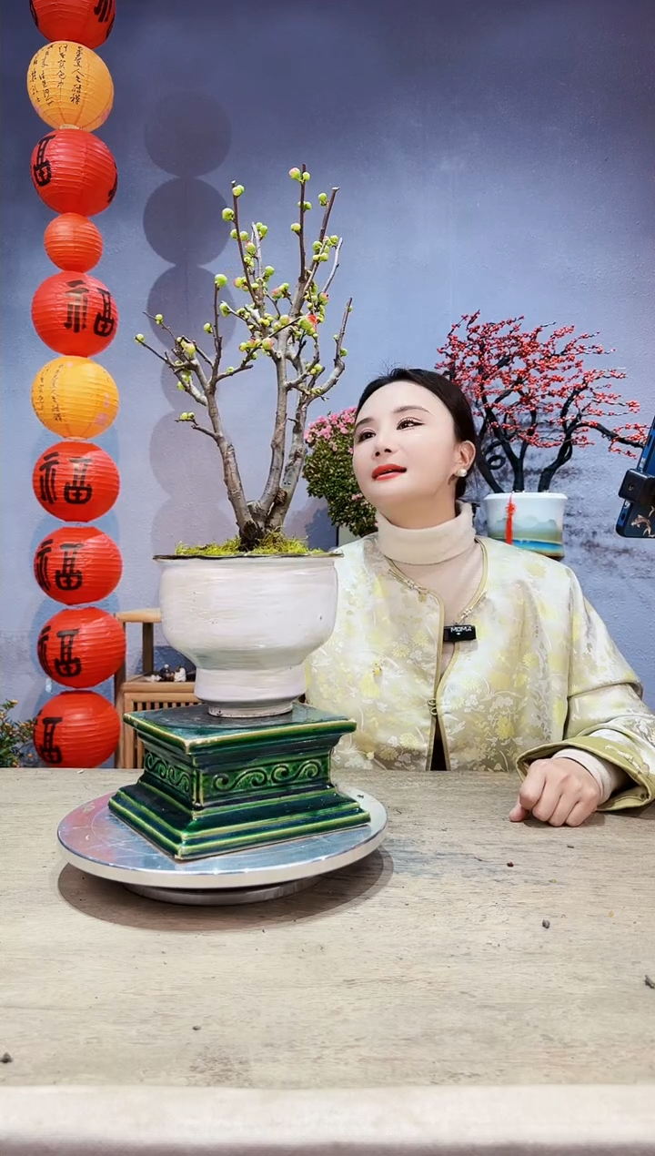 【闪购商品】盆景海棠 长寿冠