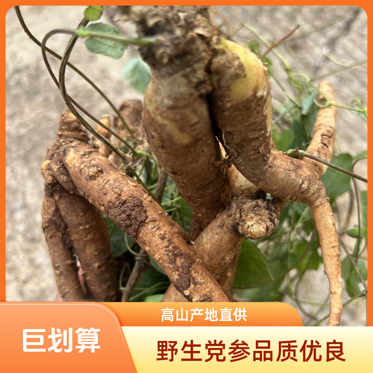 云南高山野生土党参