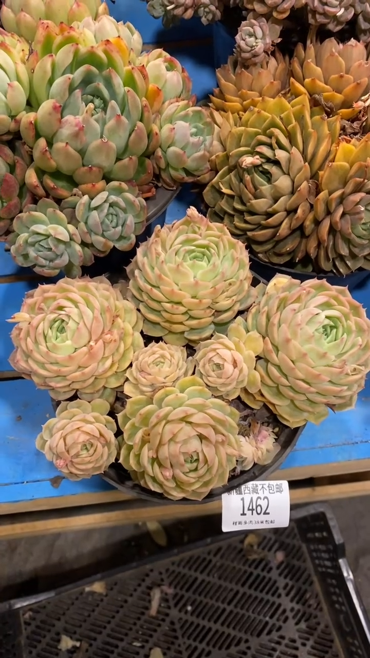 【闪购商品】1462昂斯洛 