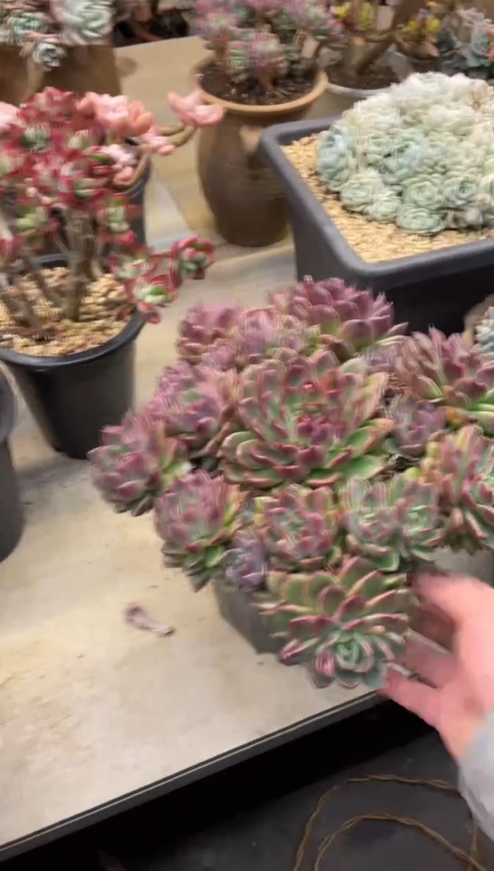 【闪购商品】1-230紫水晶