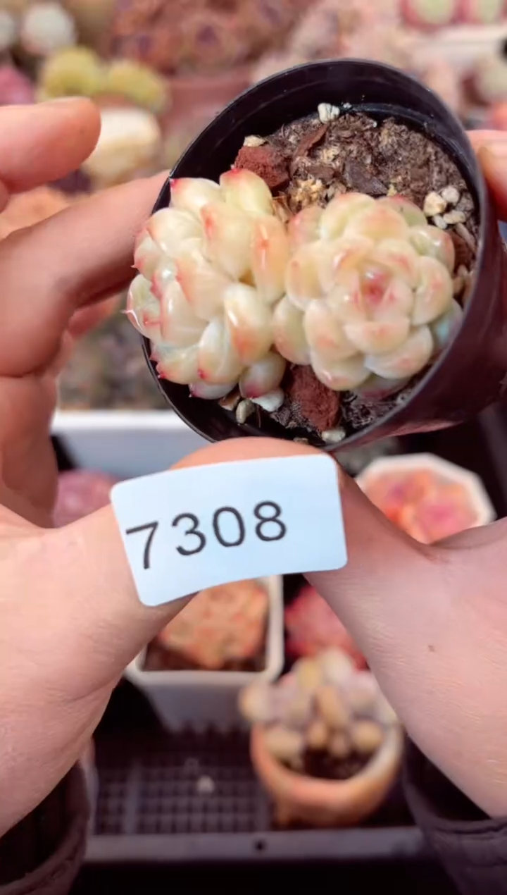 【闪购商品】7308双头多肉