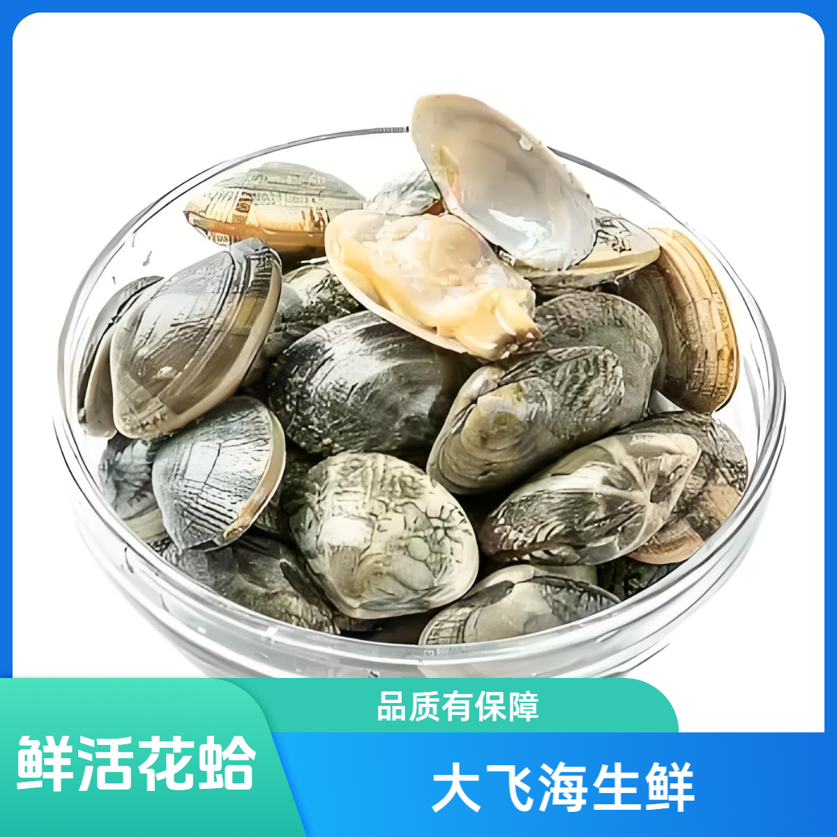 鲜活-无沙大花蛤