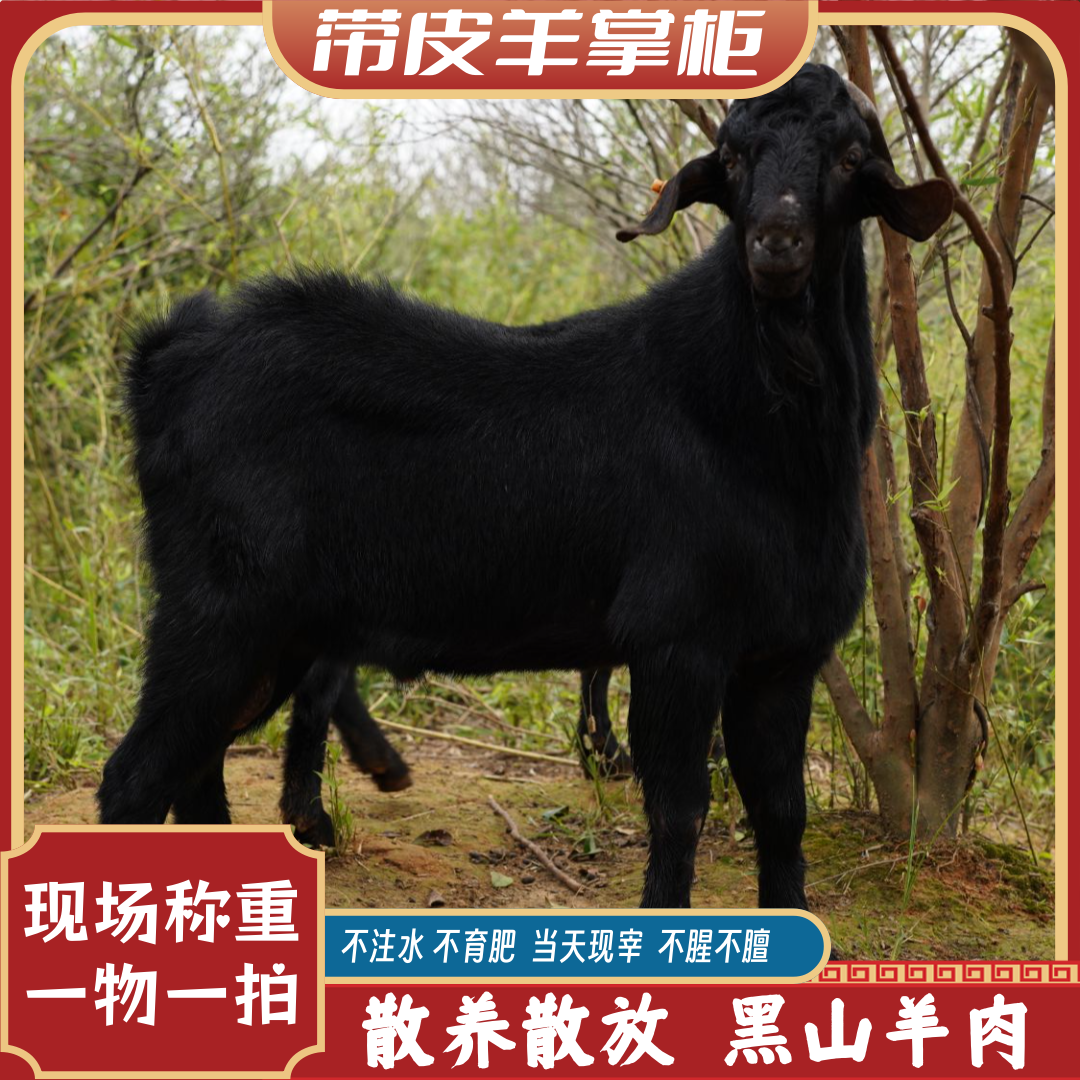 现称重一物一拍：正宗散养黑山羊大山原生态新鲜现宰现杀