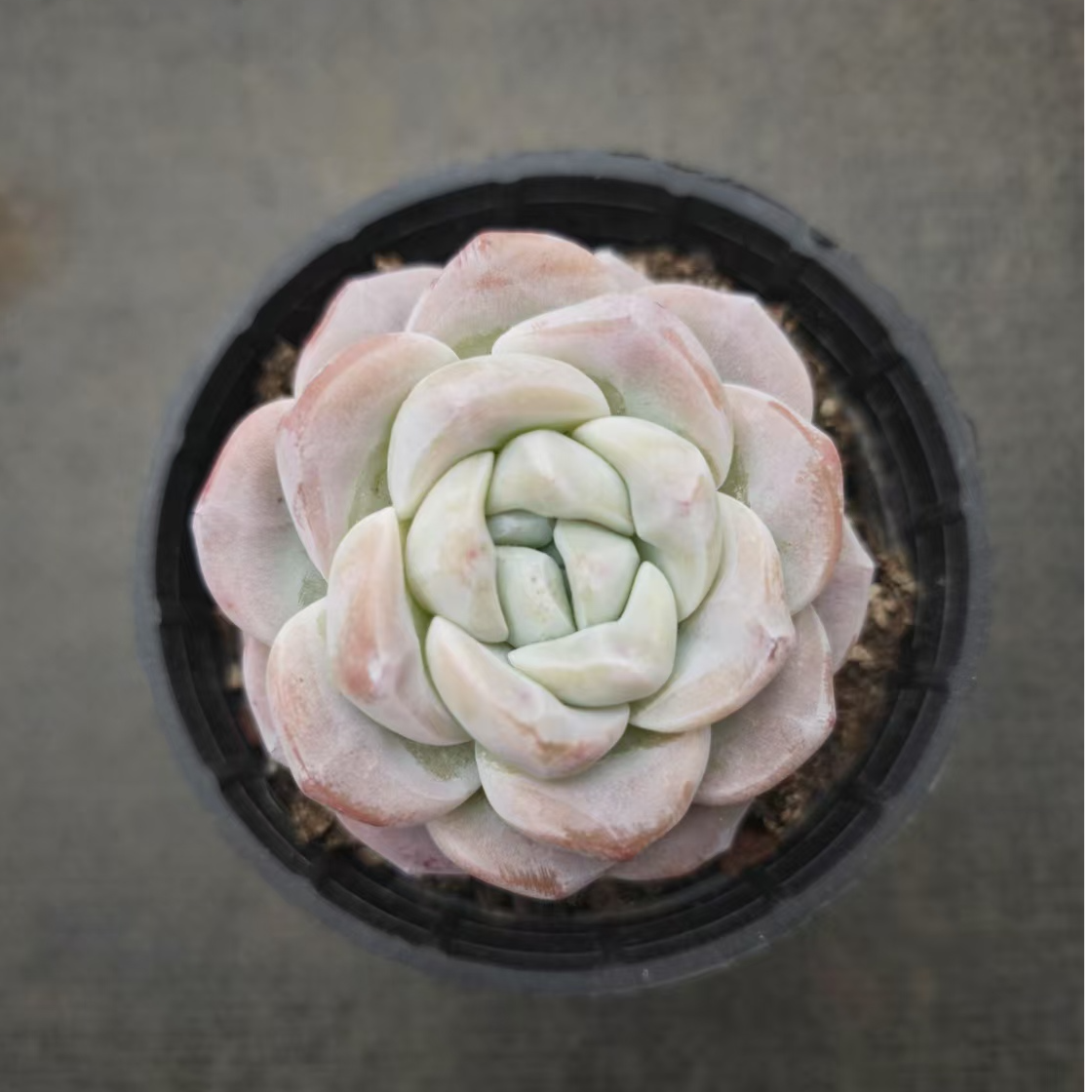 10#冰玉多肉植物      前男友精品多肉