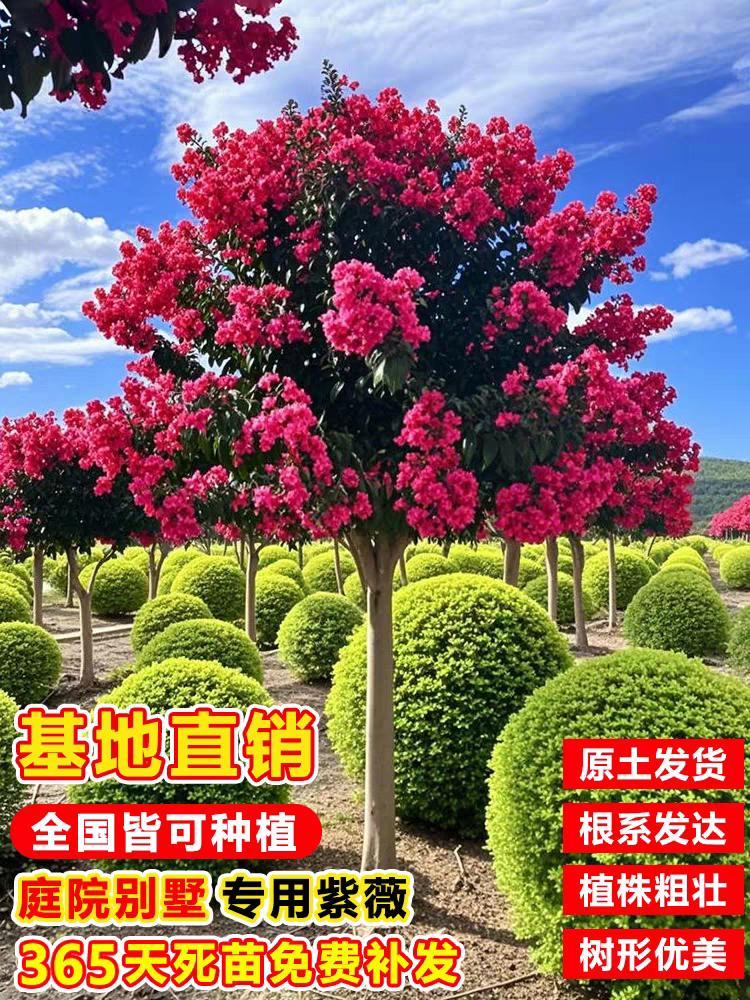 全国最大川红紫薇果精品老桩花卉基地一年内不活免费补发耐寒耐旱