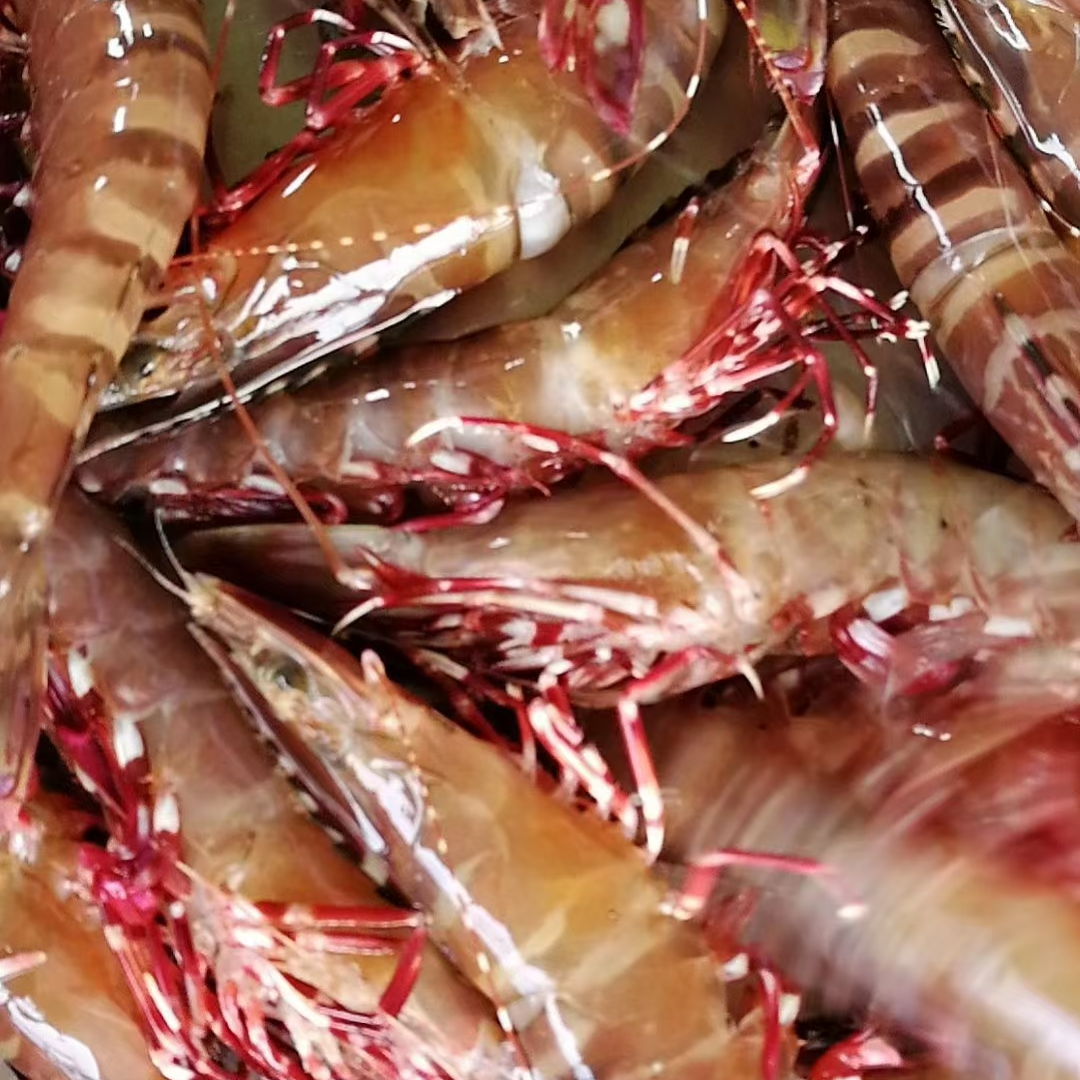 新鲜野生红爪虾 肉质Q弹 深海捕捞野生大虾顺丰冷链