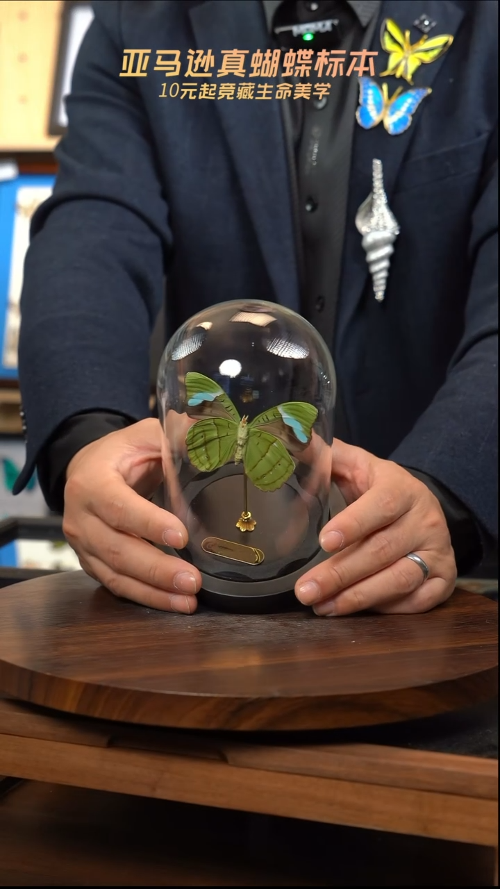 蓝带鸭反面小号玻璃罩