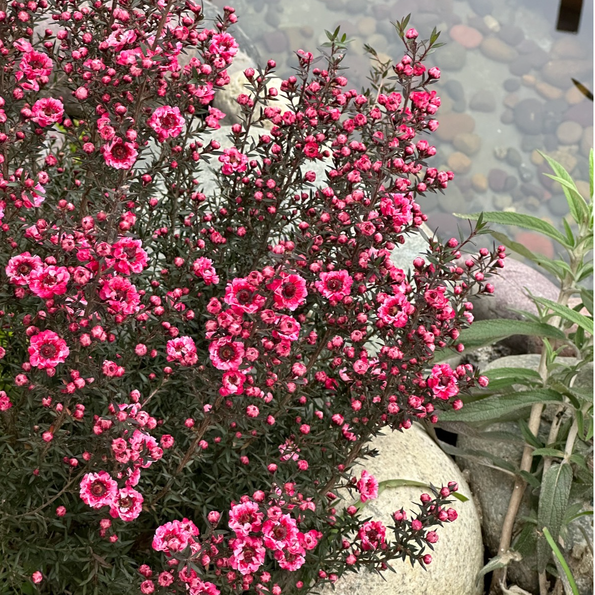 1松红梅盆栽带花苞澳洲雪梅花室内花阳台四季开花秋冬季客厅庭院