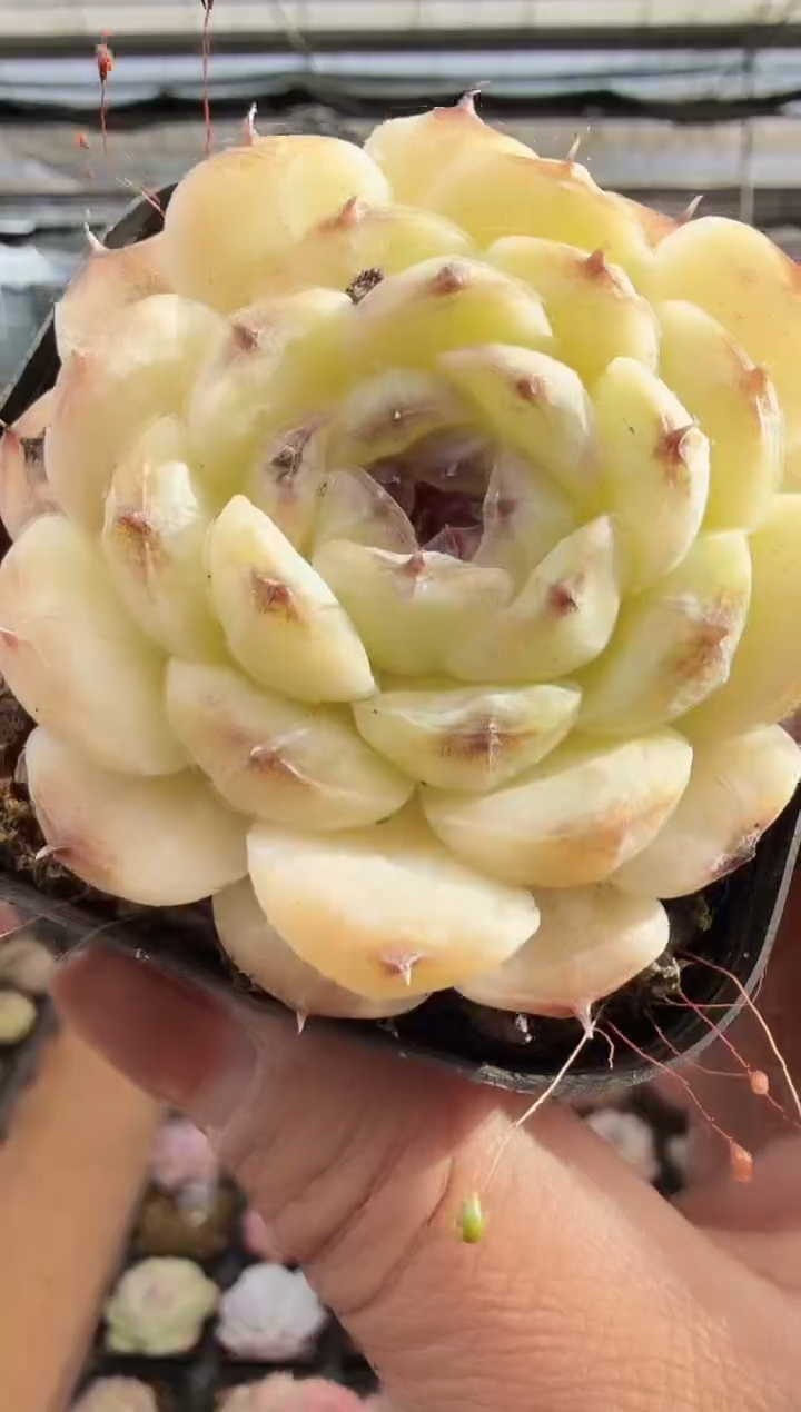 东云多肉园新款-291