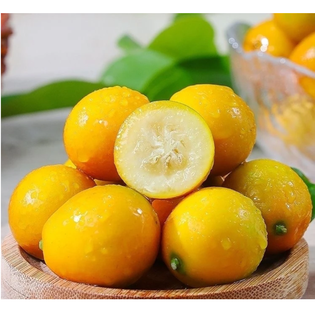 广西脆皮金桔当季新鲜水果桔子甜脆无酸冰糖滑皮小金桔广西壮族自治区