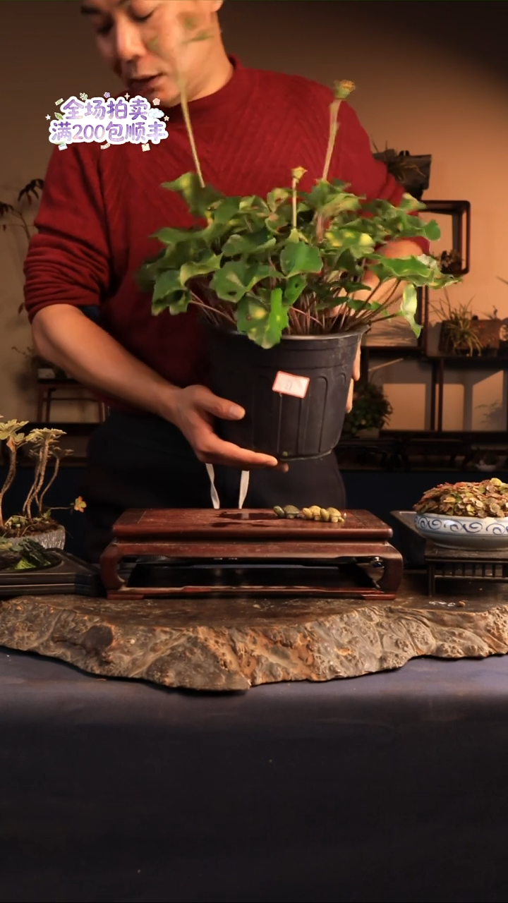 完全开放C27草本植物 不包邮