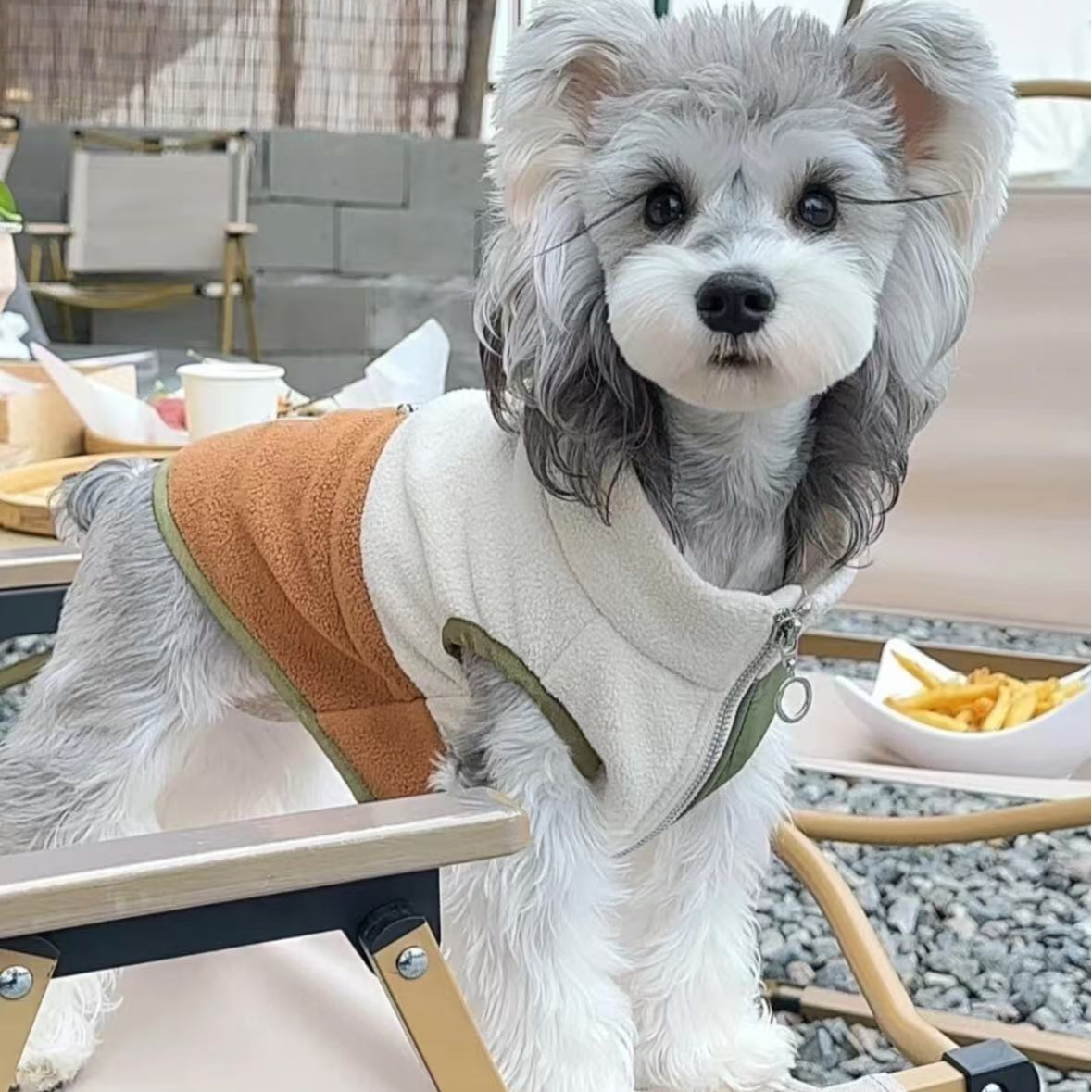 （成都昊陈名宠）T小陈的精品雪纳瑞 比熊狗狗活体