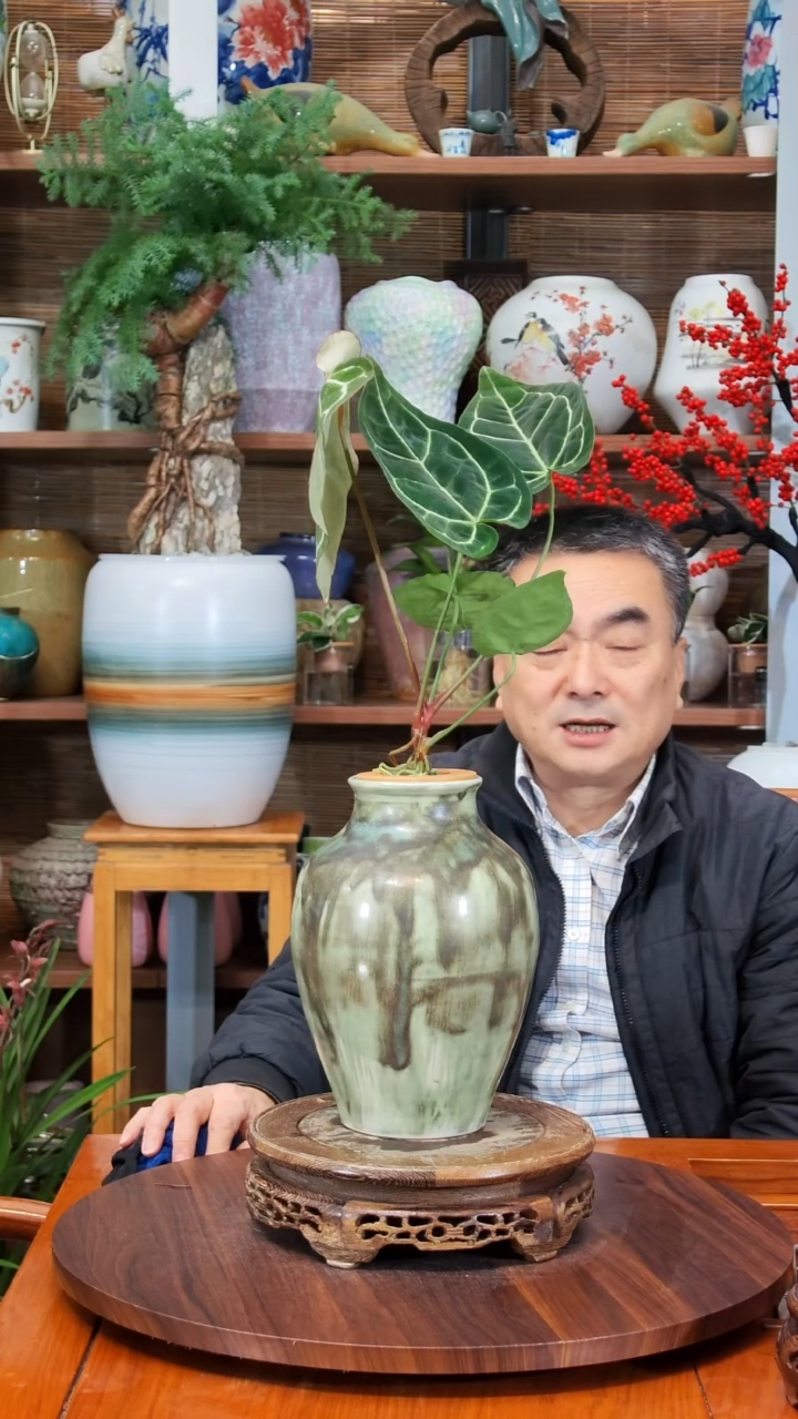 无花朵期**…水之韵水培水晶花烛
