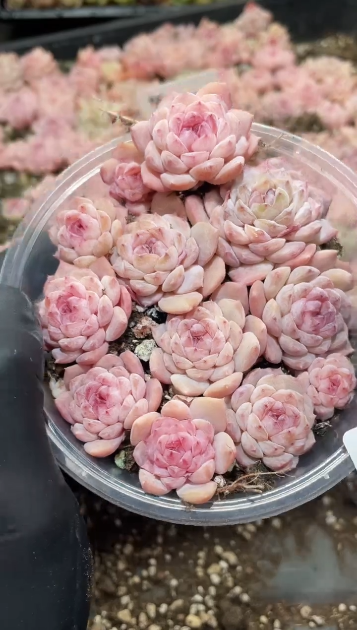 305紫罗兰      量拍