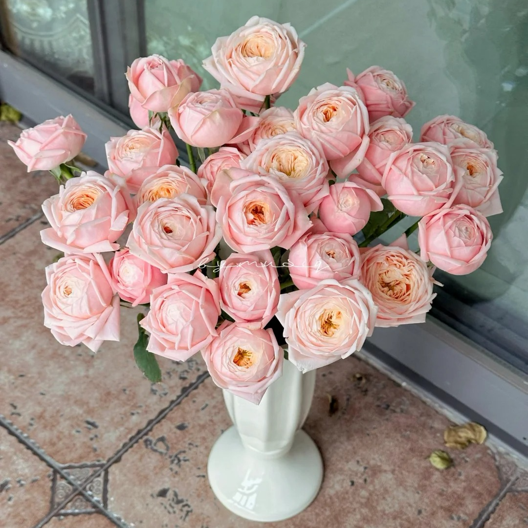 柏林少女，多头玫瑰，1单冷链包邮，2单升东顺丰冷链，远的发德邦