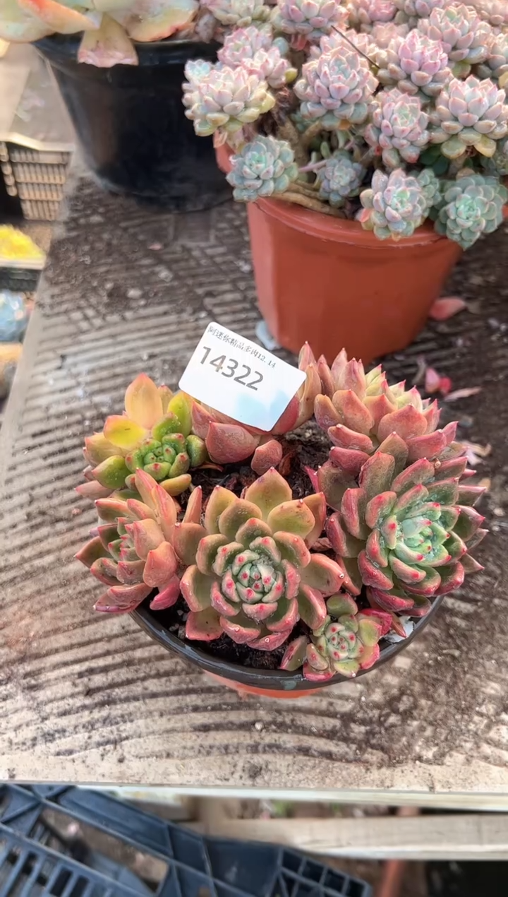 谢*菊多肉植物一物一拍14322