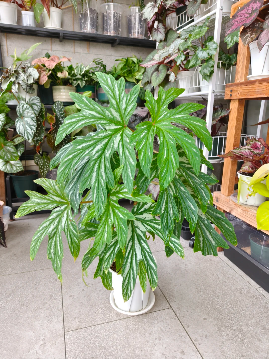 原种乌头秋海棠大叶片绿植室内外土培四季常青