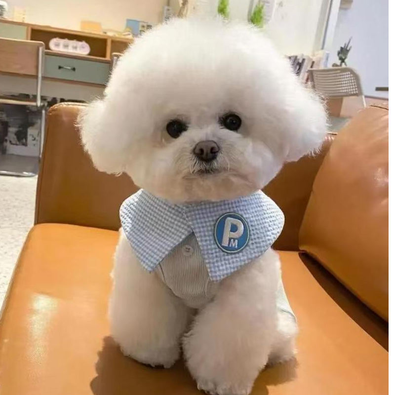 （长治针漳宠物大院）T狗狗活体