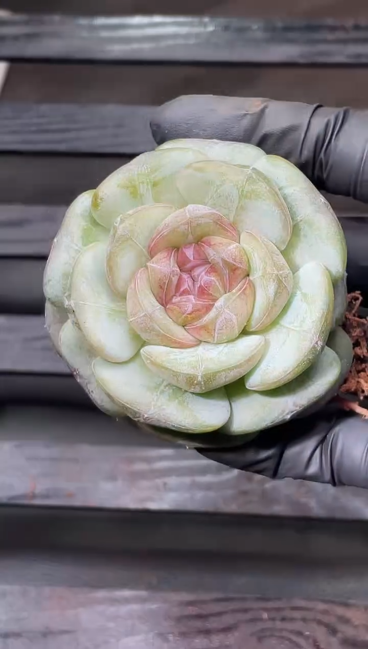 28-20 新珍妮4-5厘米量拍发一颗