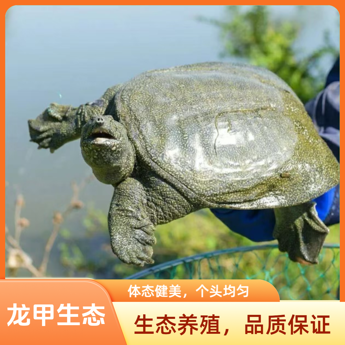 生猛青黑背甲鱼两只共5-6斤鲜活生态老鳖水鱼团鱼顺丰冷链到家