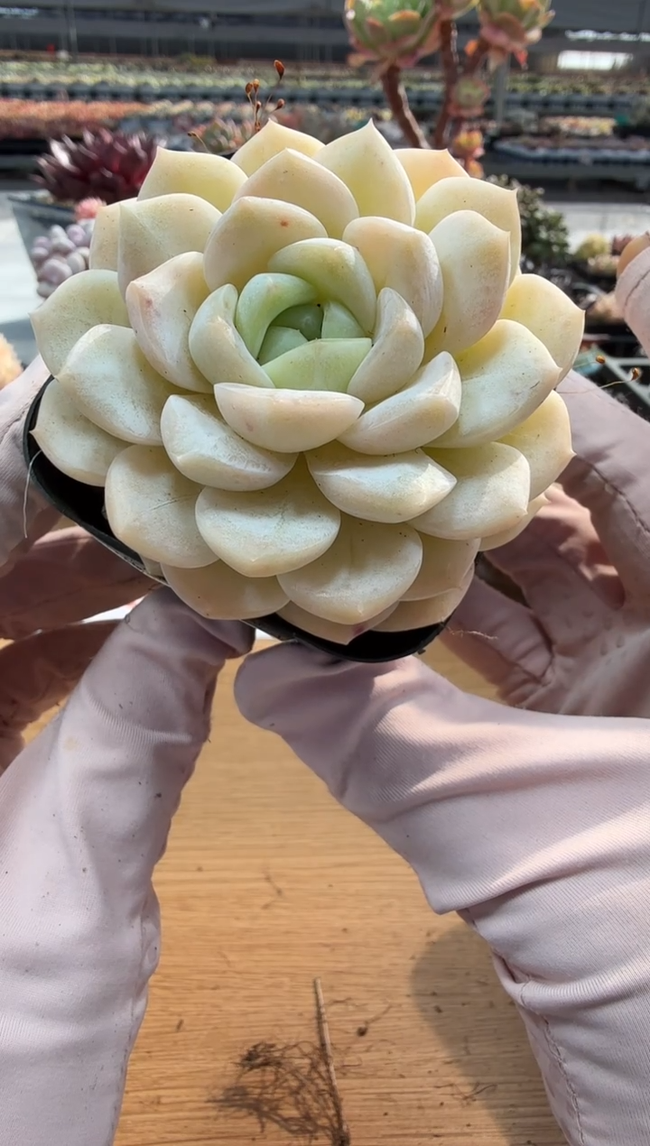 东云多肉园二店-197