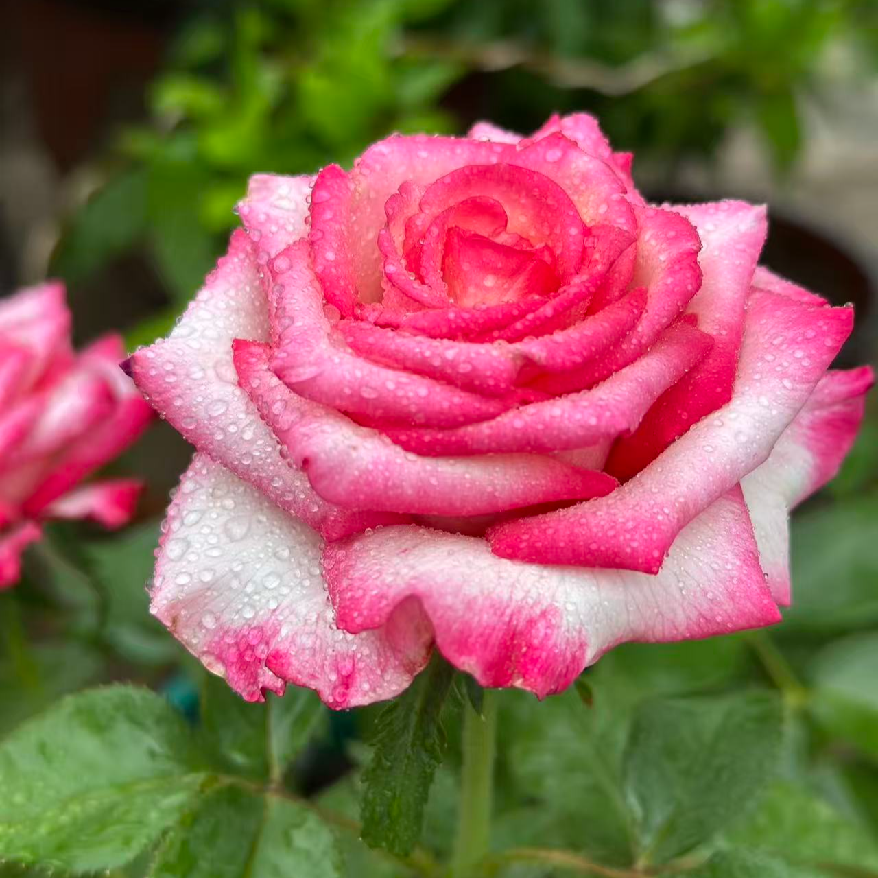 【歌莎】新品切花月季特大花浓香大花阳台庭院灌木花卉四季开花