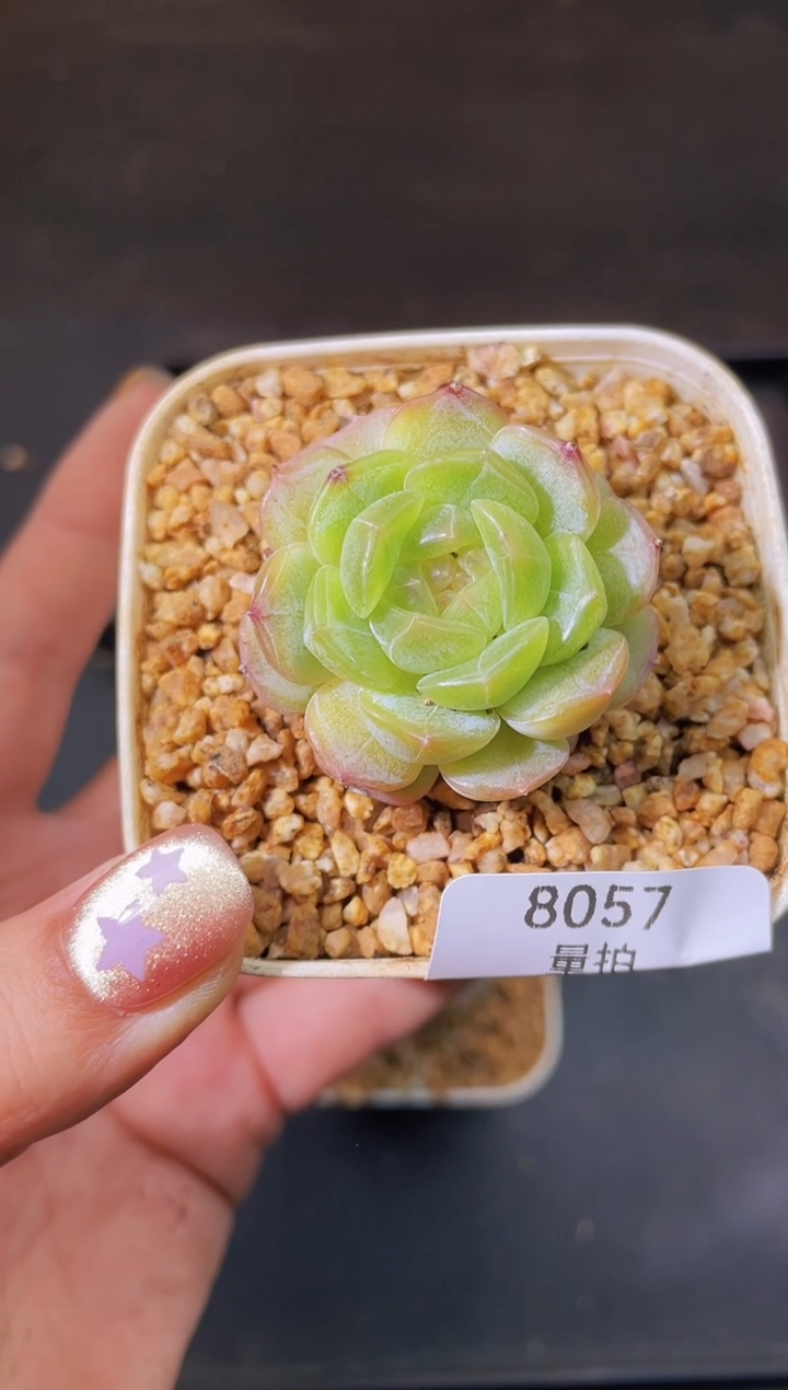 8051白色恋人优先随机发  1棵量拍