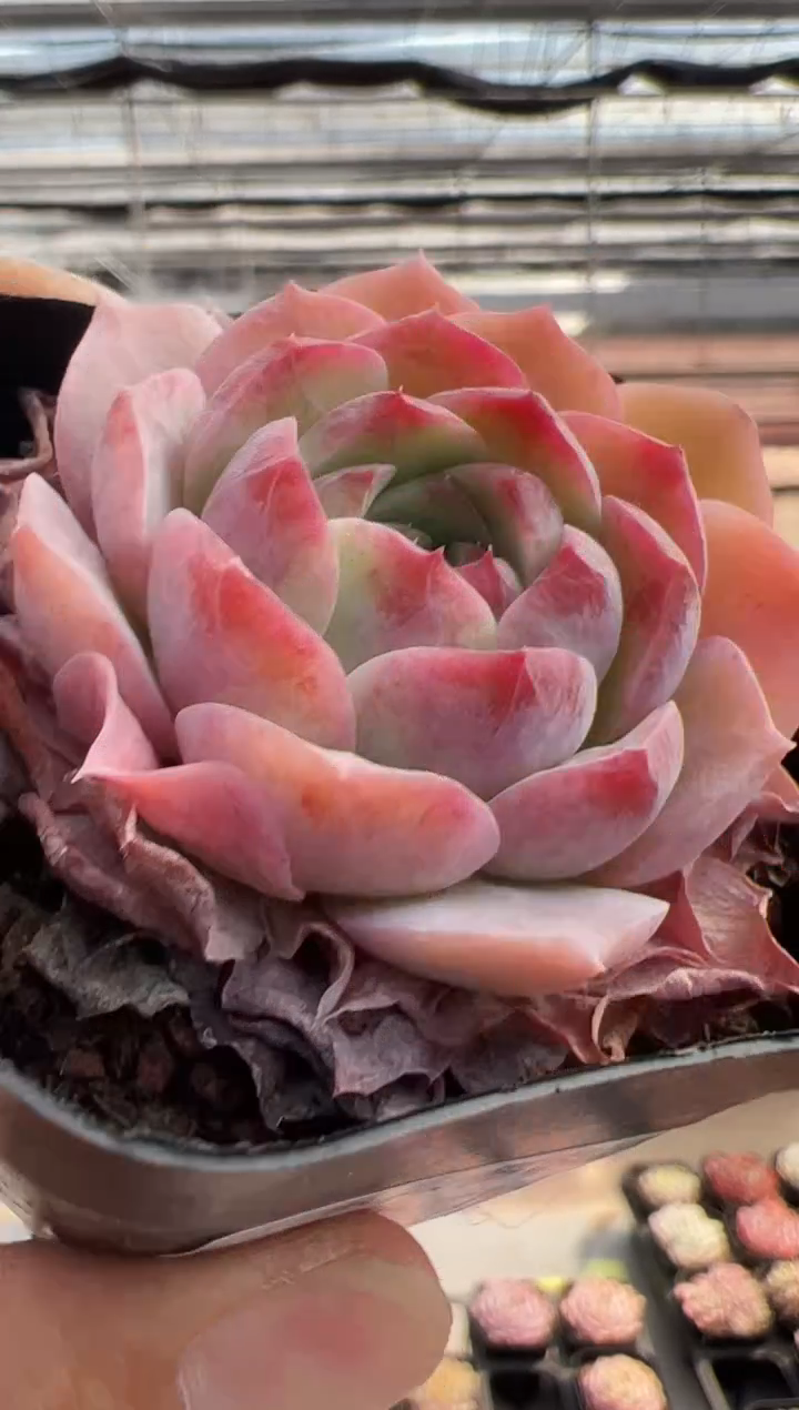 【闪购商品】新款多肉-155