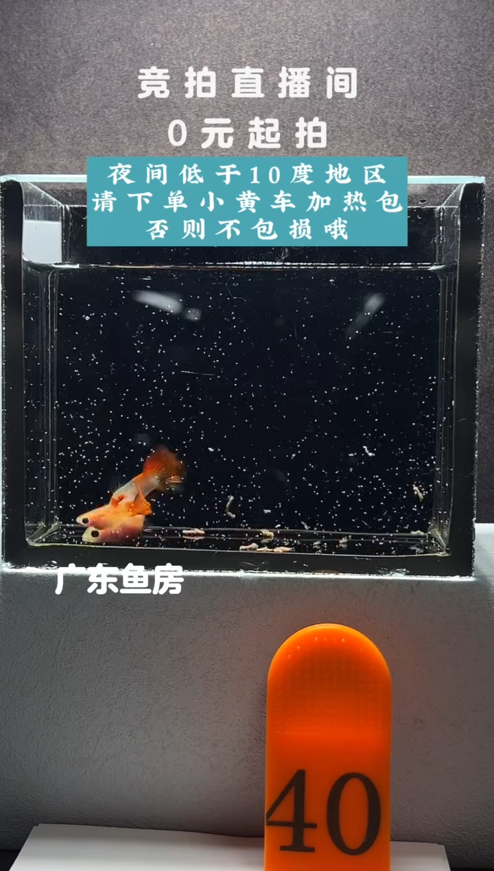 孔雀鱼银河琉璃玻璃猫短体一对编号40