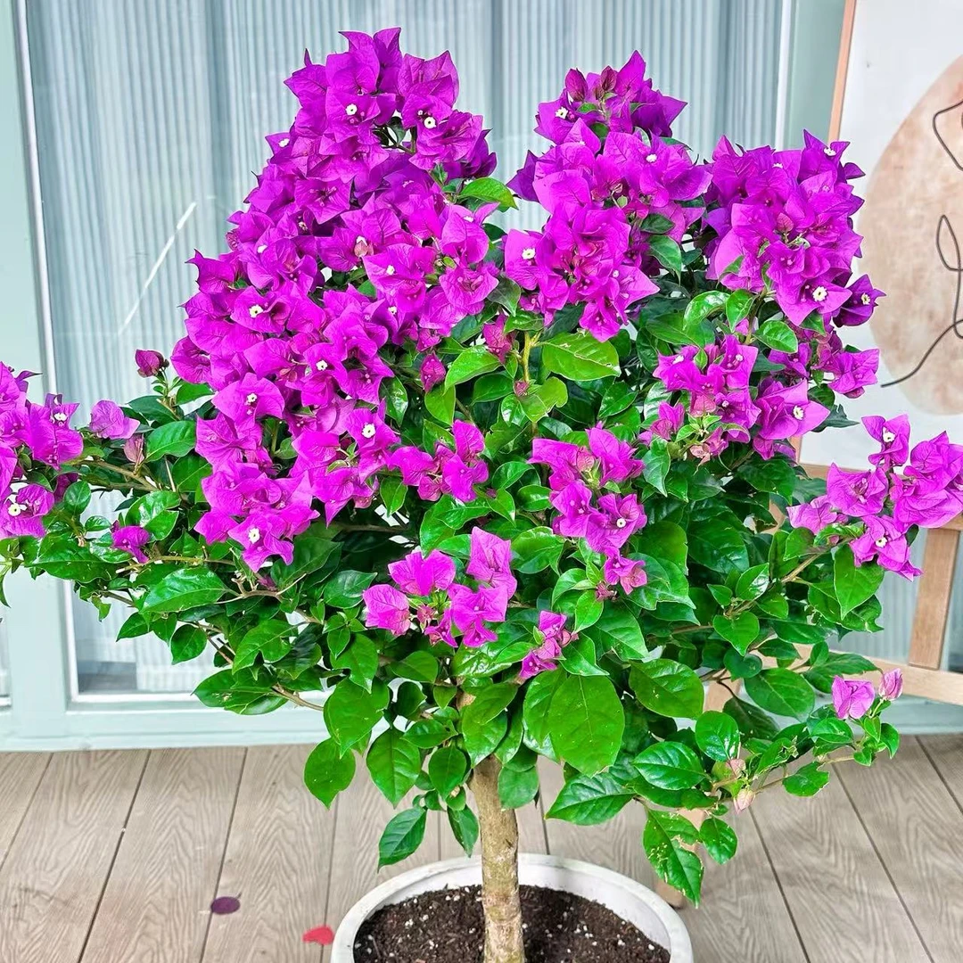 云南紫重瓣三角梅盆栽原盆原土带花四季开花好养易活