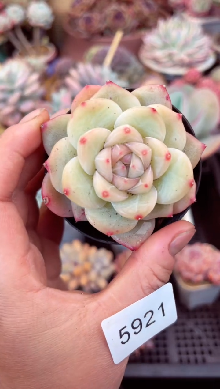 【闪购商品】5921单头多肉