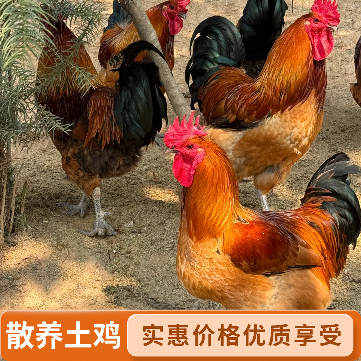 安徽农村散养草公鸡