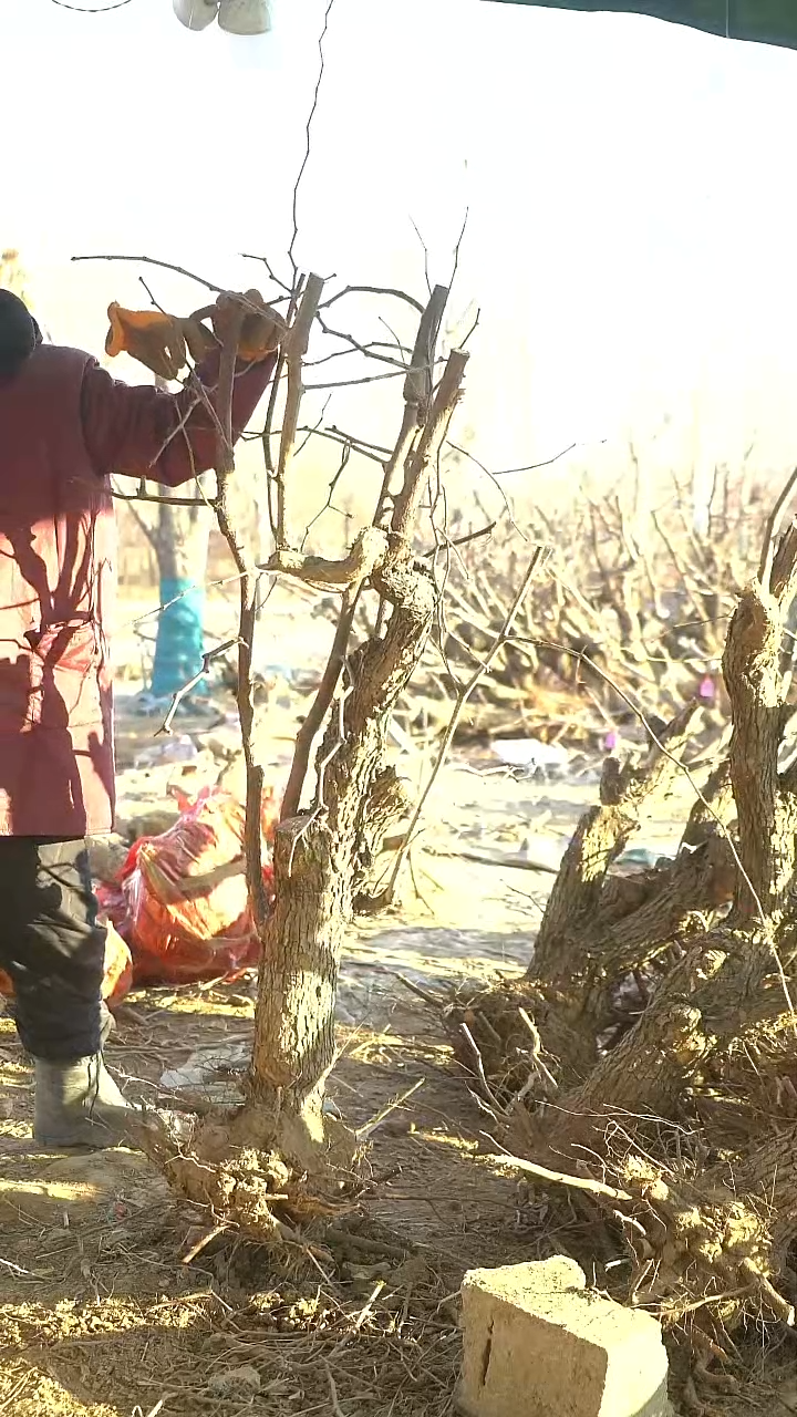 完全开放枣树1431