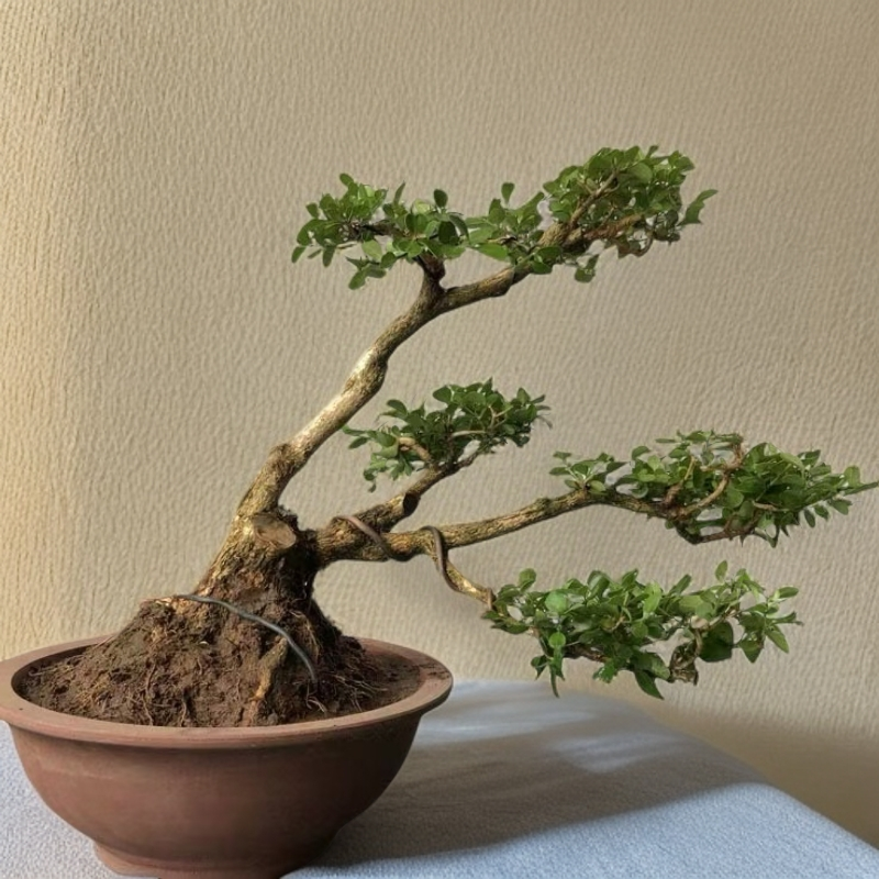 20-150瓜子黄杨，黑松，龙游梅盆景素材。一物一拍