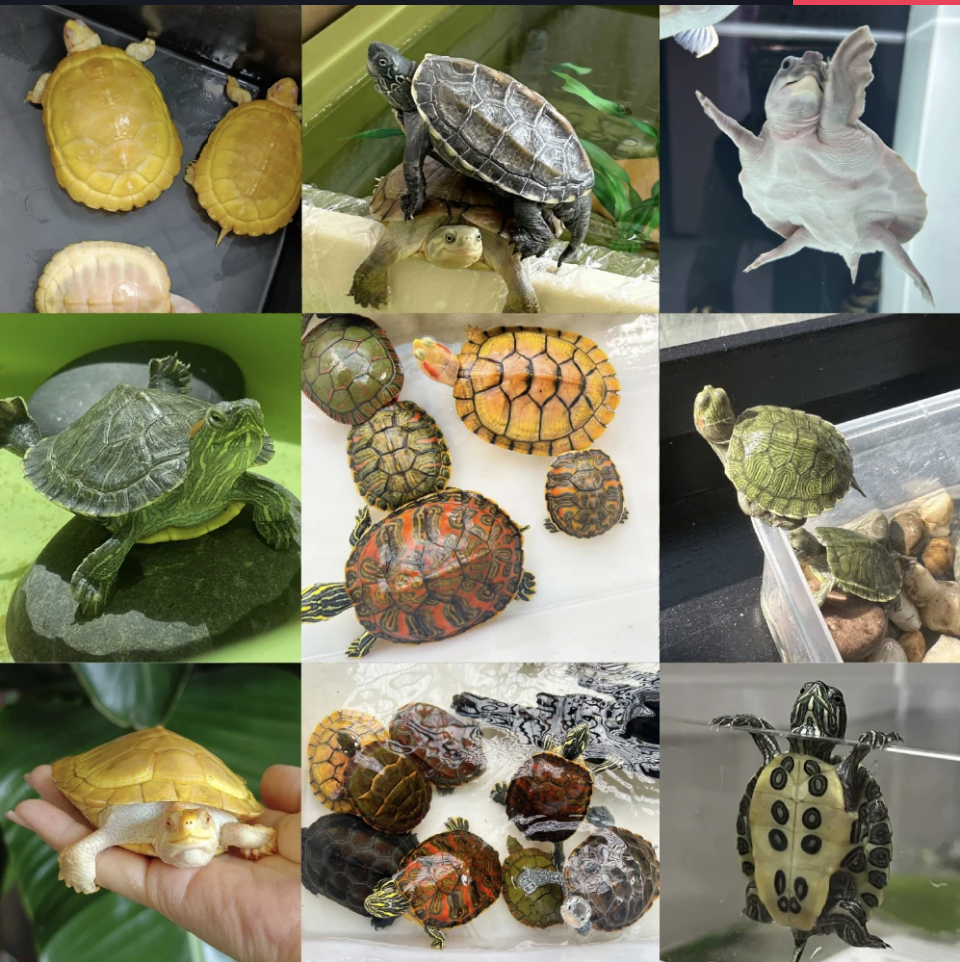 宠物活体通用链接