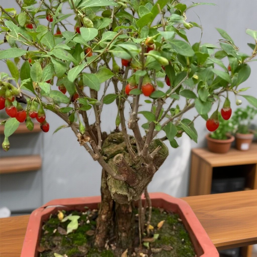 枸杞盆栽.盆栽地载.耐寒.耐热.室内外.庭院.阳台观赏型盆栽枸杞