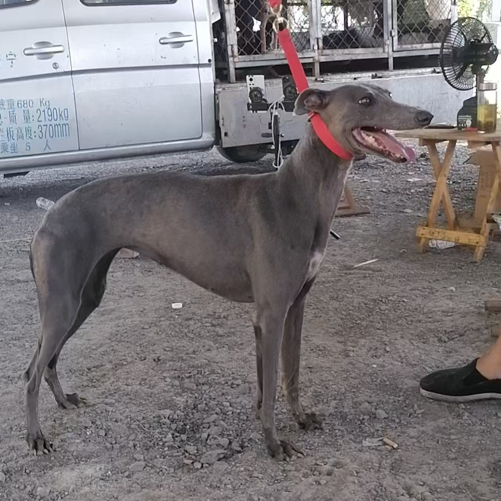 【大贺】精品实战猎犬狗狗 