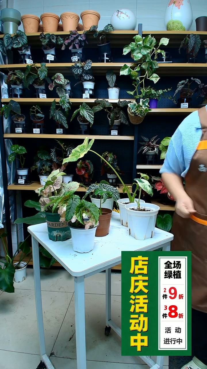 完全开放六*鹅锦 