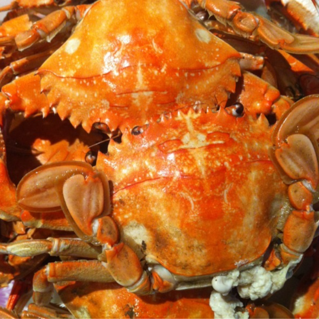 【清蒸】花盖蟹（4只）一份-深夜食堂