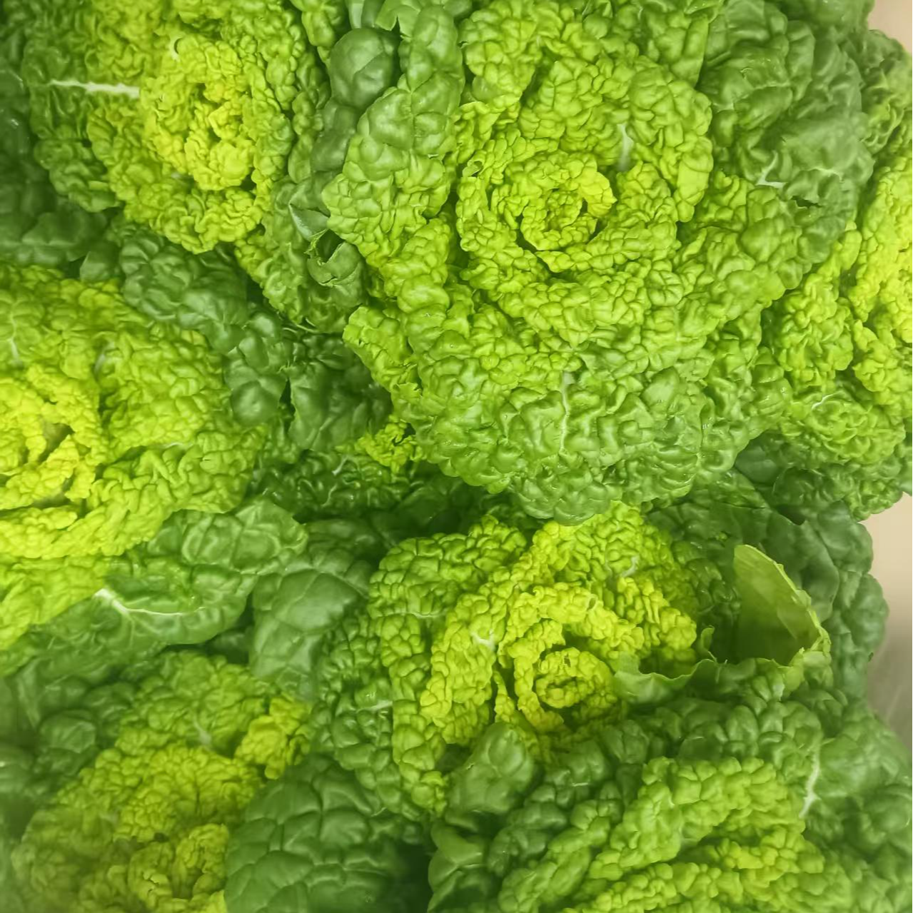 新鲜霜冻黄心菜当季脆嫩黄心乌塌菜可炒菜涮火锅