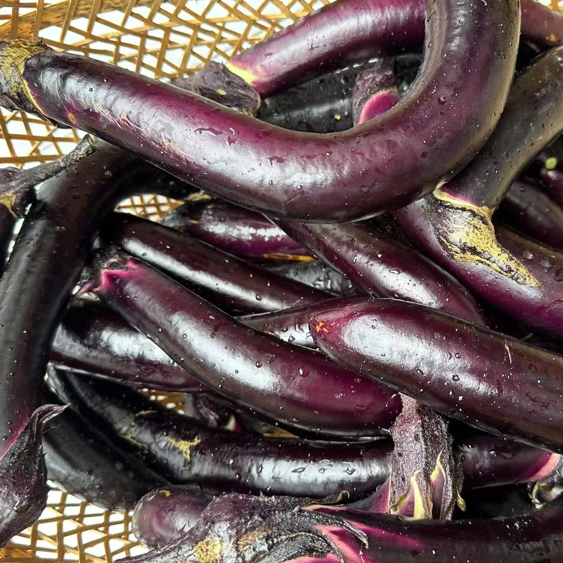 当涂农家现摘紫茄