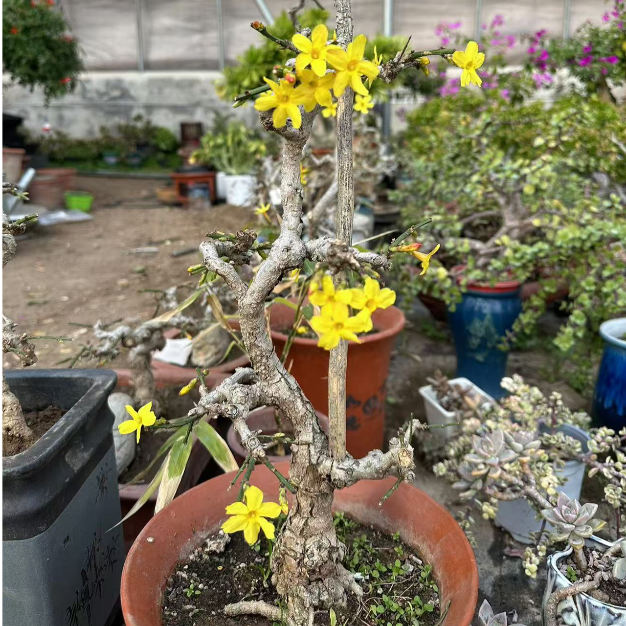 年功老桩迎春盆景