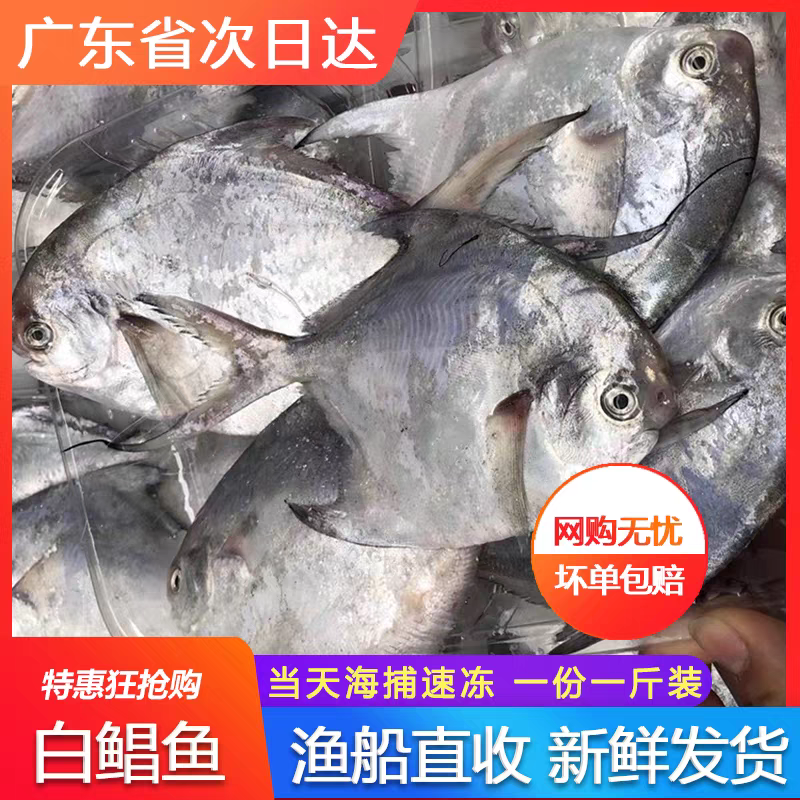 鲳鱼小白鲳现捕现发码头直发