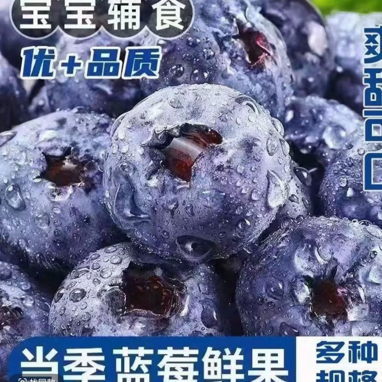新鲜蓝莓当季鲜果云南产地直发