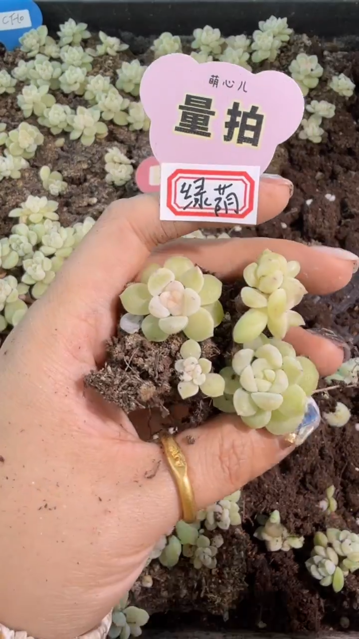 绿荫 单双混 黑框3颗量拍混发 满9.9包邮