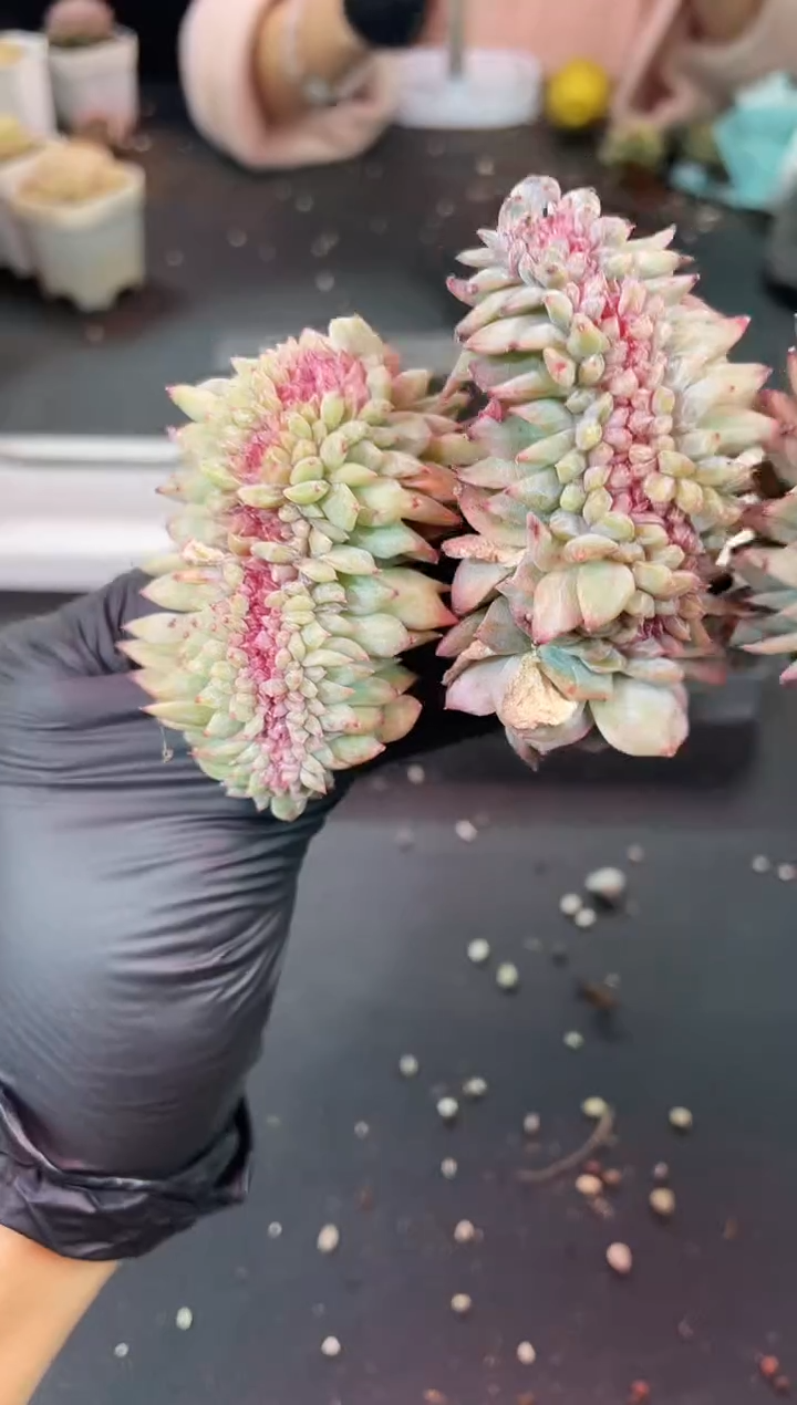 闪购1374   缀化多肉一颗   6厘米