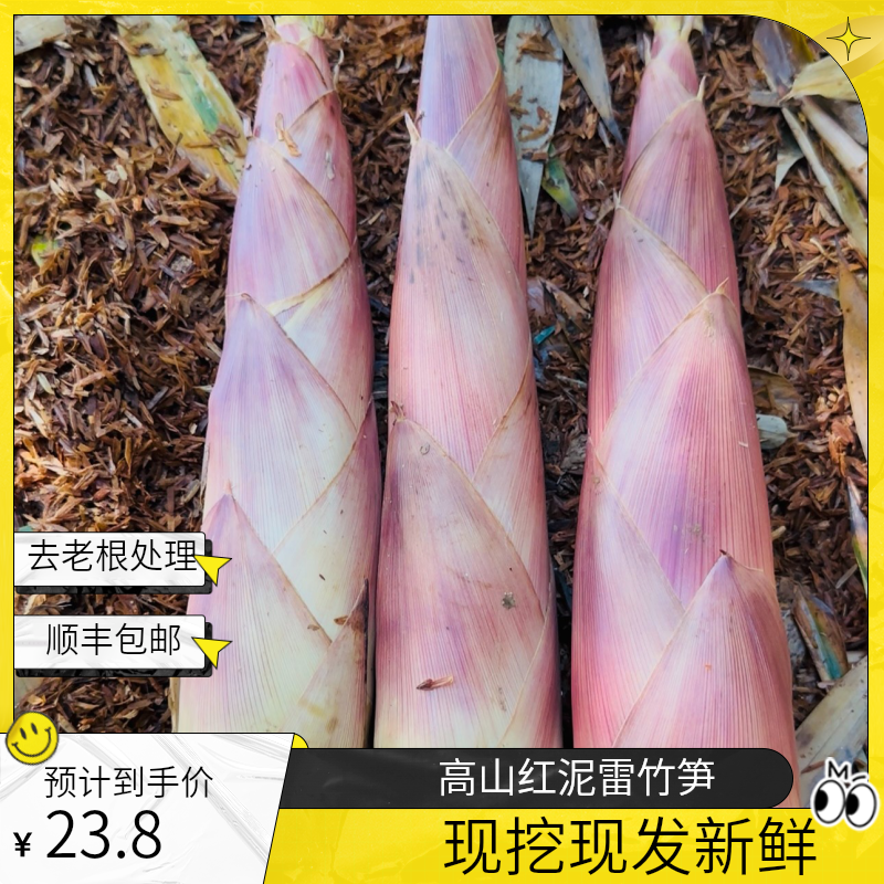 江西弋阳曹溪镇当季高山红泥雷竹笋新鲜现挖现发去老根